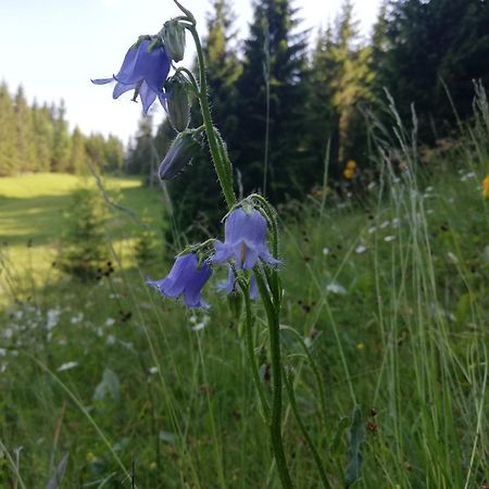 Soba Pri Bregarju Daire Bohinj Dış mekan fotoğraf