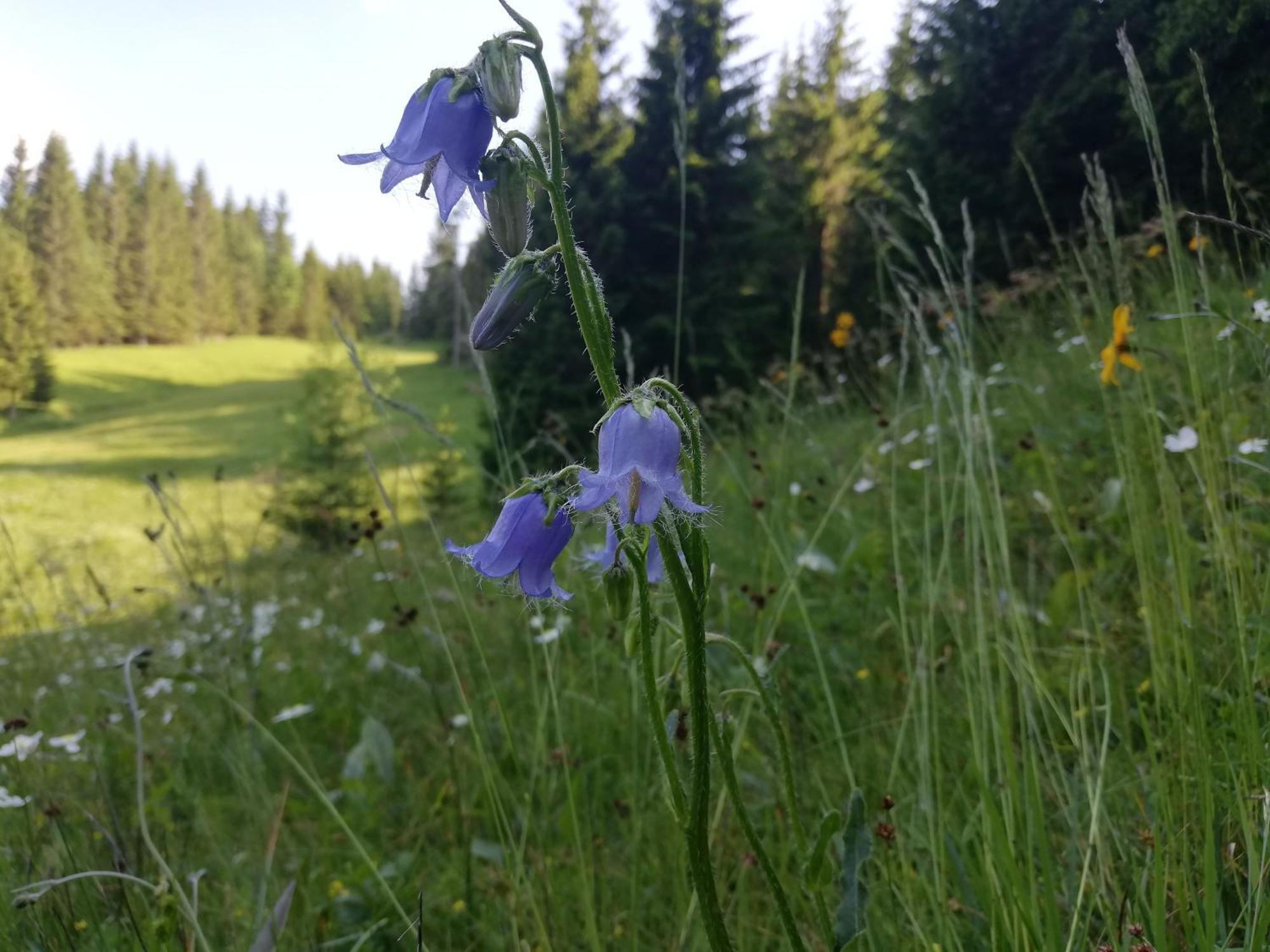 Soba Pri Bregarju Daire Bohinj Dış mekan fotoğraf
